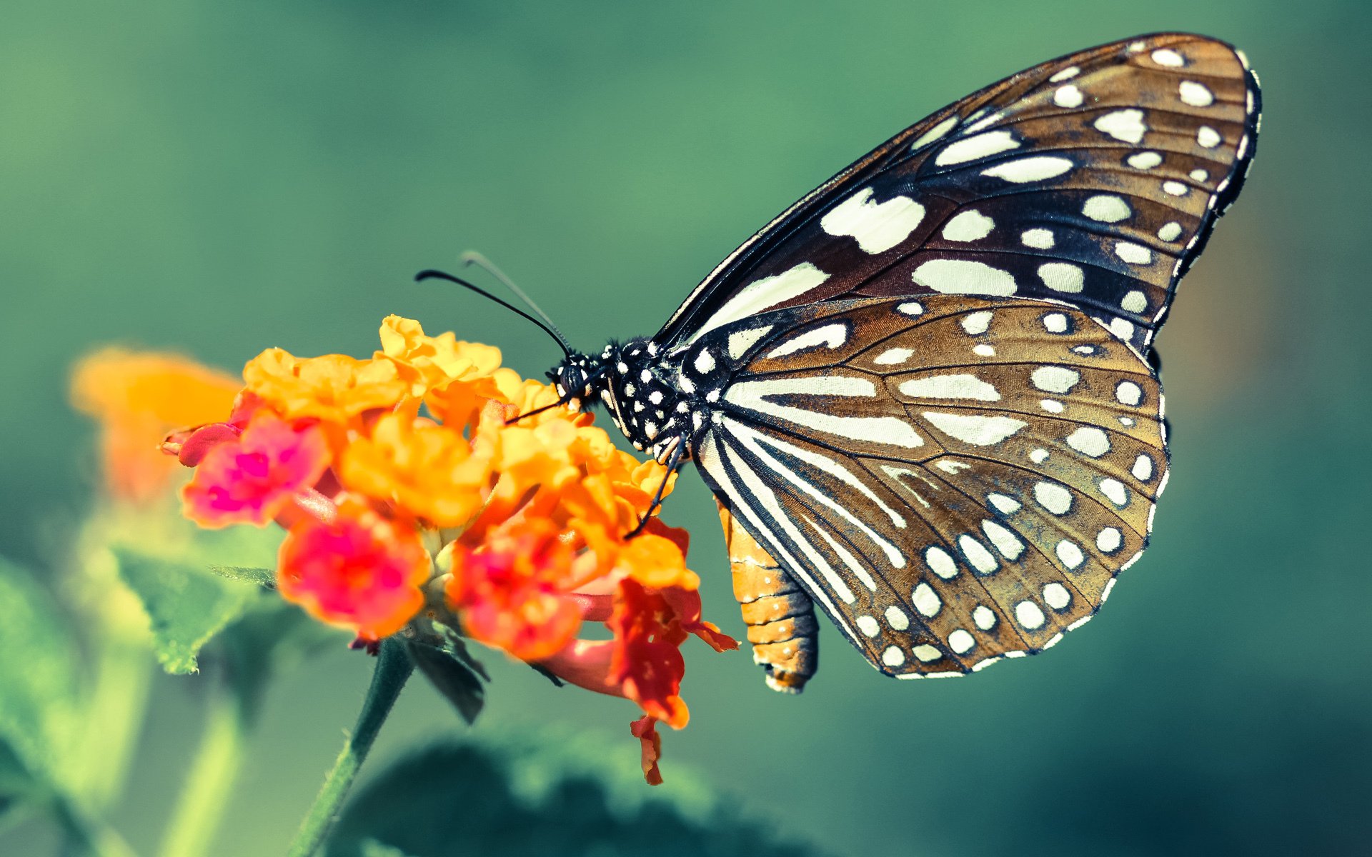 雷霆万钧，利拉德在美加墨世界杯的接管时刻